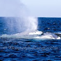 Blue Whale Mother & Calf
