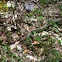 Eastern Garter Snake