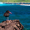 Sooty Oystercatcher
