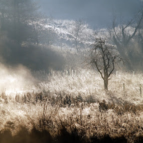 The Broons by Tommy  Cochrane - Landscapes Prairies, Meadows & Fields ( scotland, uk, cold, frost, morning, mist )