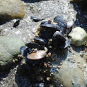 Mussels
