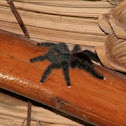 Pink-toed Tarantula