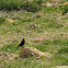 Tristram desert starling