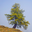 European larch