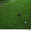 rabbit