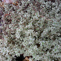 Variegated Thyme 'Silver Queen'
