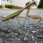 Chinese mantis