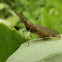 Dictyopharid Planthopper