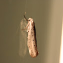 Vogelkersstippelmot (Yponomeuta evonymella)