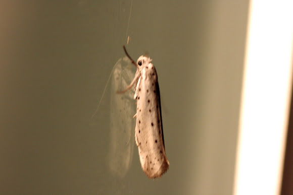 Spotting Image 1