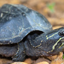 Common Musk Turtle