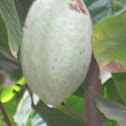 Cocoa fruit