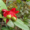 Mickey Mouse Plant