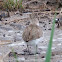 Kentish Plover; Cholitejo Patinegro