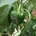 Bell pepper