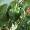 Bell pepper