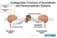 PNS: Antagonistic Functions of the Pancreas