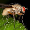 Helina impuncta