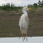 Cattle Egret