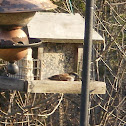 House Sparrow