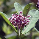 Common Milkweed