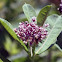Common Milkweed