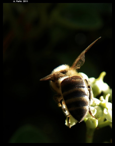 Spotting Image 1