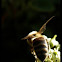 European Honey Bee