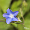 Blue Star