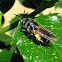 Soldier Fly