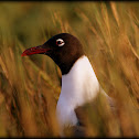 Laughing Gull
