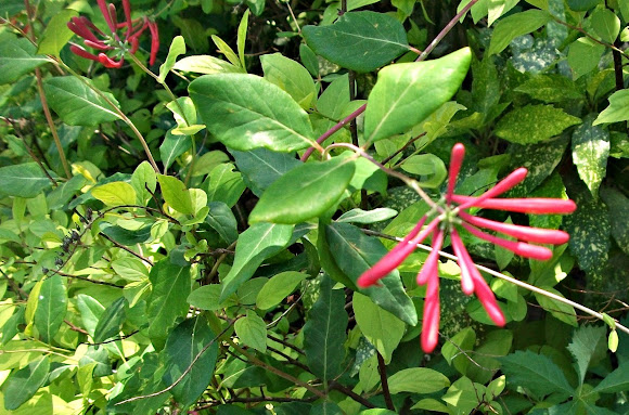 Spotting Image 1