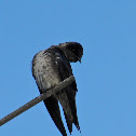 Purple Martin