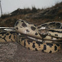 Gopher Snake
