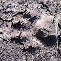 Large dog footprint