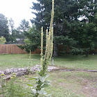Great Mullein