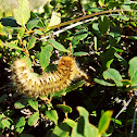 Lasiocampa quercus