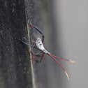 Unknown Insect