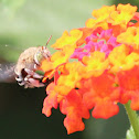 Blue Banded Bee
