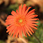 Barberton daisy