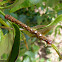 Geometrid caterpillar