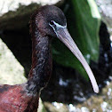 Glossy Ibis
