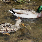 Mallard Ducks