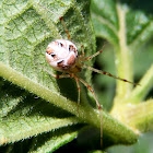 Araña Metellina