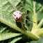 Araña Metellina