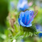 Viper's Bugloss