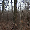 Unknown spotting
