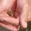 Green Crab