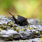 Leaf-footed Bug