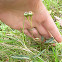 Striped wintergreen